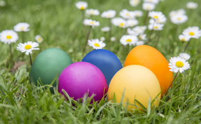 Mit Naturfarben gefärbte Ostereier in einer Wiese mit Gänseblümchen